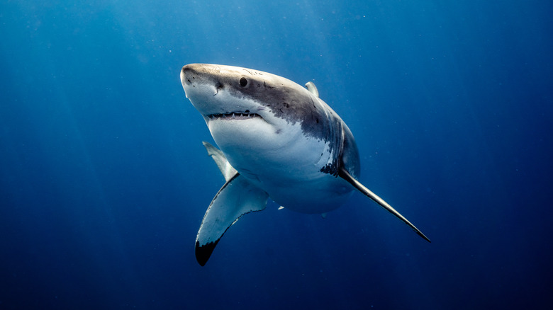 Great white in the ocean