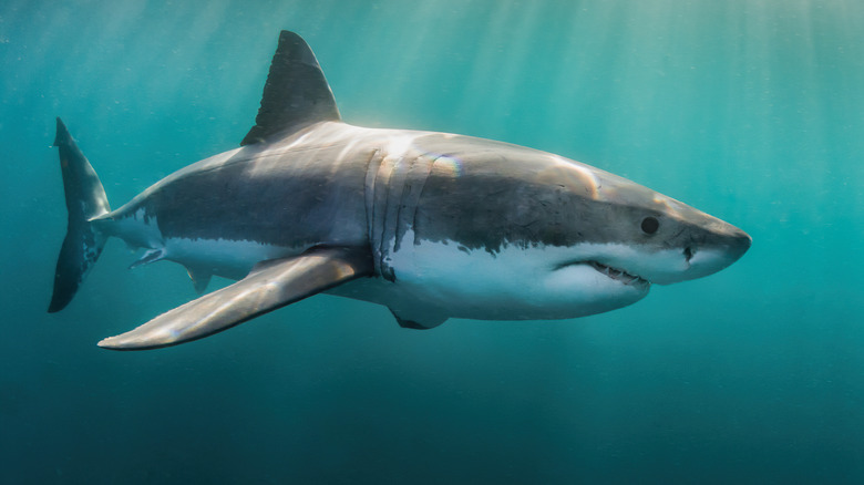 Great white shark swimming