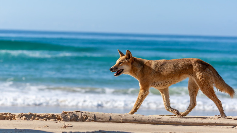 Dingo on K'gari