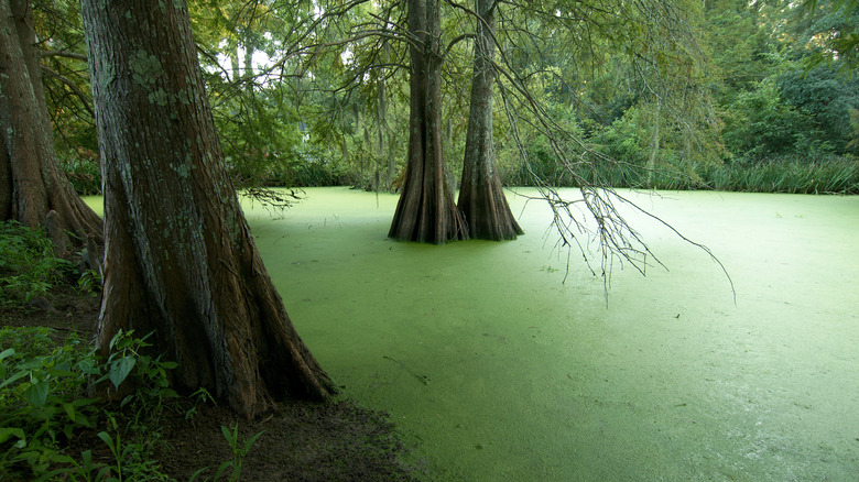 Swamp at The Myrtles Plantation
