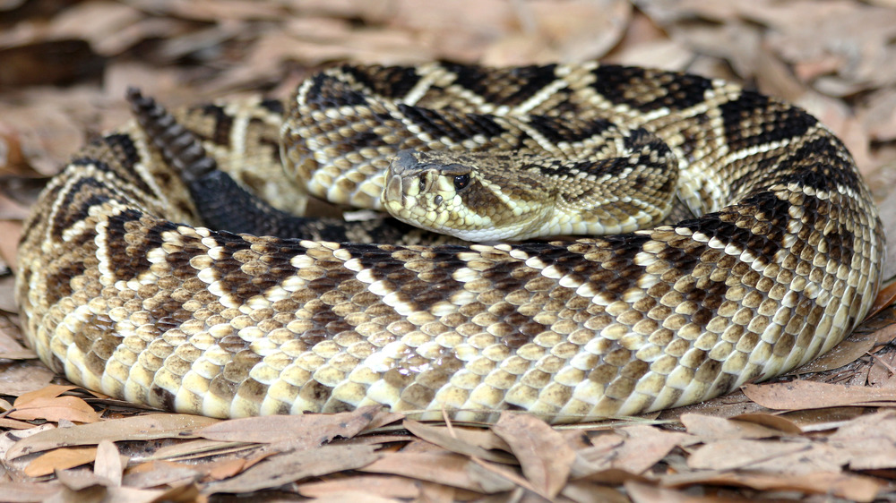 Eastern diamondback rattlesnake