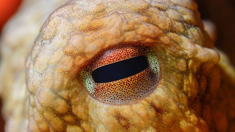 Octopus eye