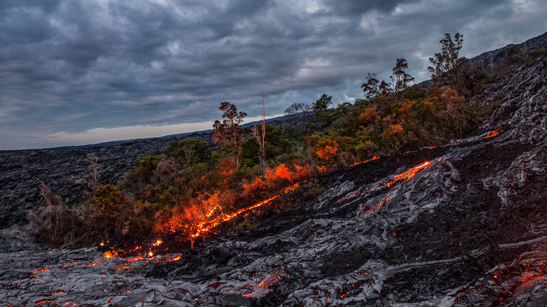 hawaii forest fire