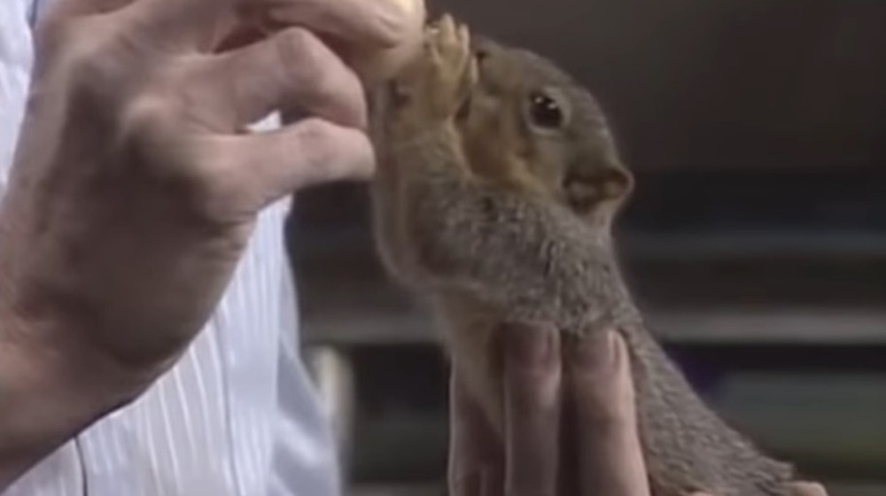 Close up of squirrel drinking from a bottle held by Bob Ross