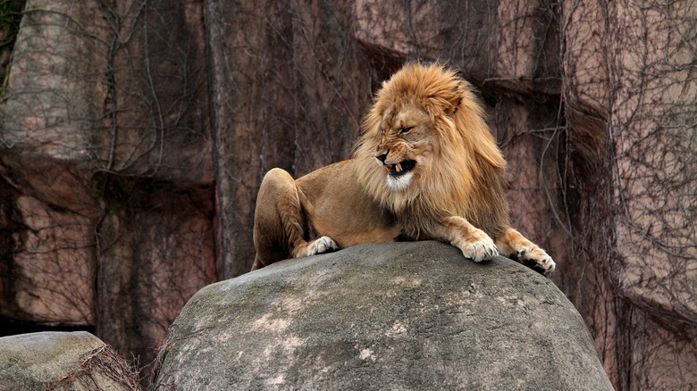 Lincoln Park Zoo Lion