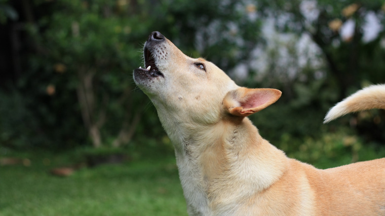 dog howling