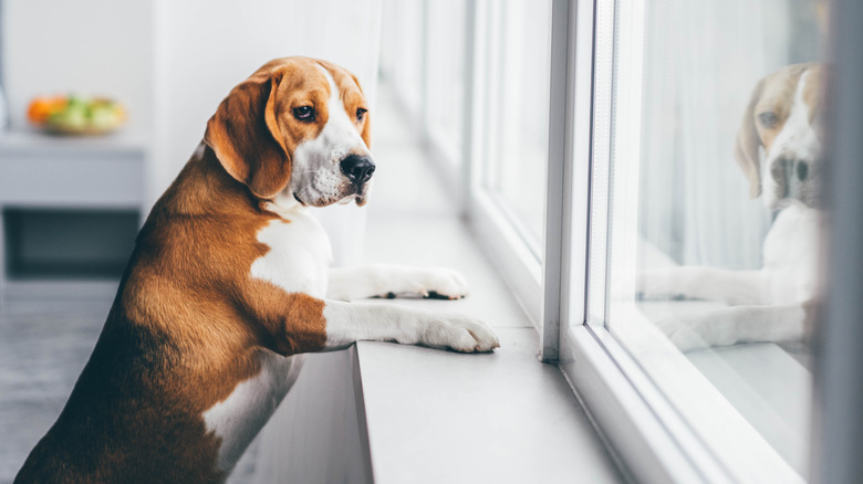 dog looking out window