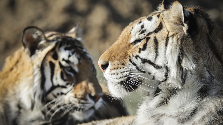 Two tigers relaxed