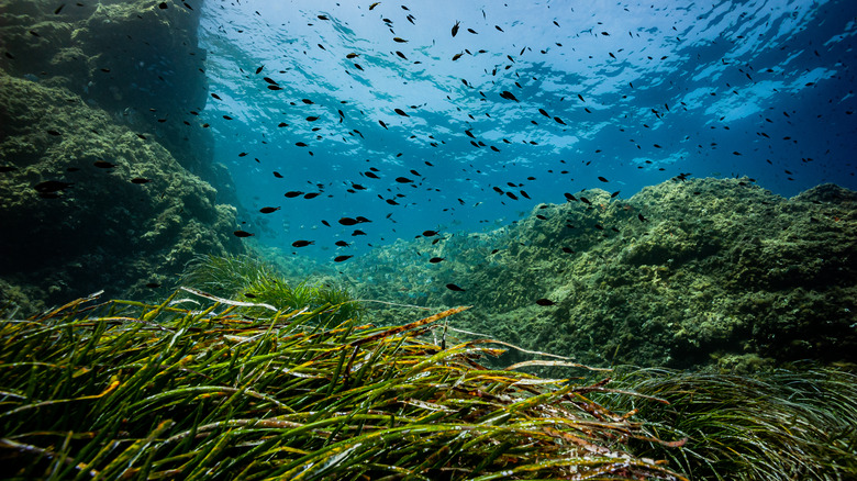 sea bed with fish swimming