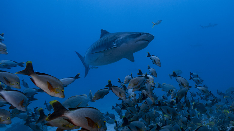 tiger shark swimming around fish