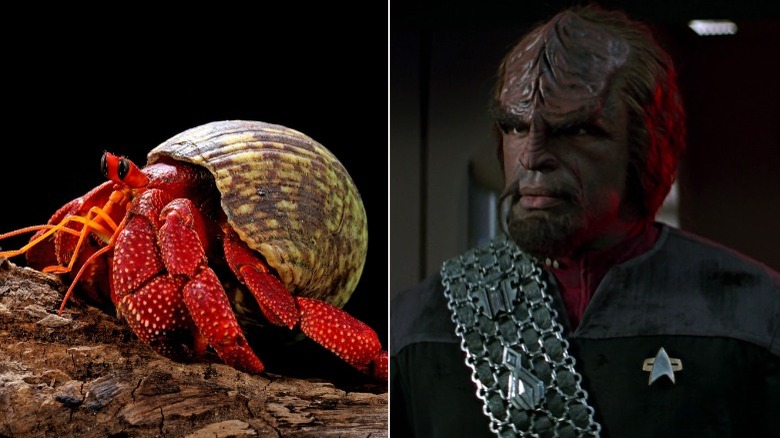 hermit crab and worf