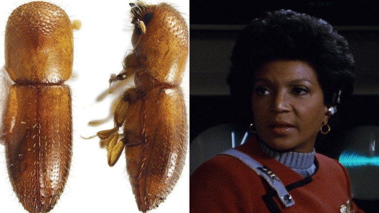 coptoborus beetles and uhura