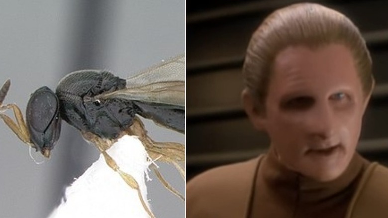 odo wasp and character