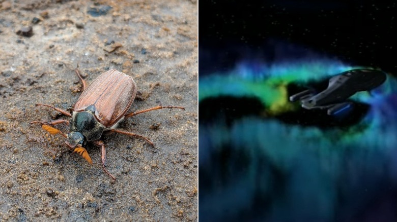 beetle on sand and voyager in space