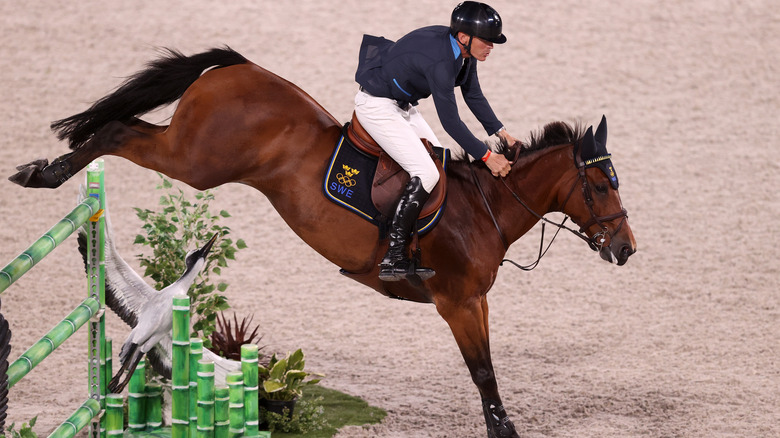 Rider and horse jumping obstacle