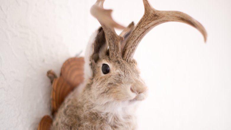 jackalope