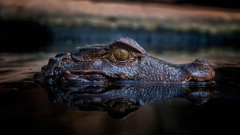 alligator