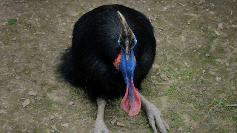 cassowary