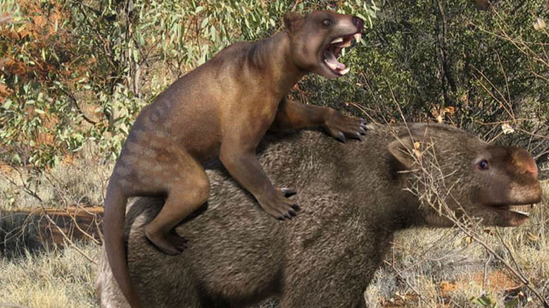 model thylacoleo attacking Diprotodon.