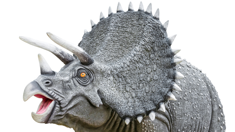 triceratops head