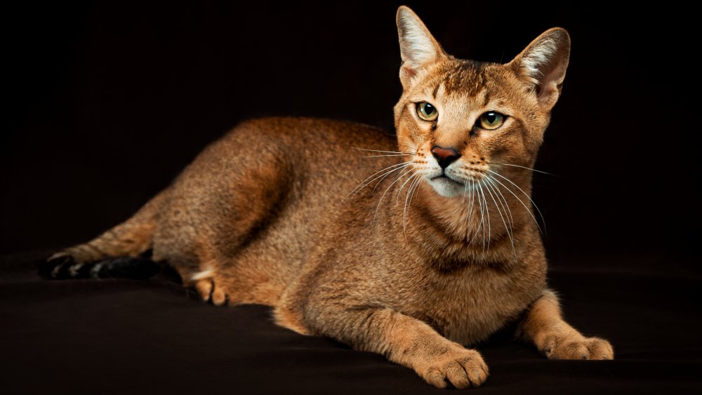 Chausie cat