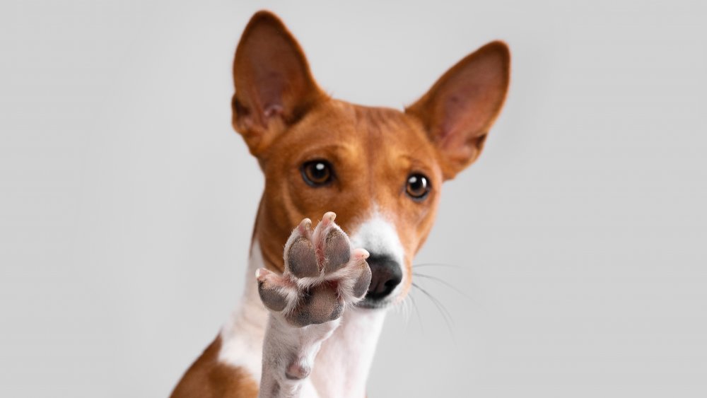 Basenji