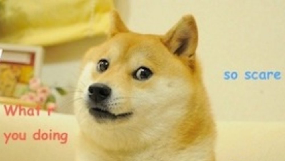 Doge meme