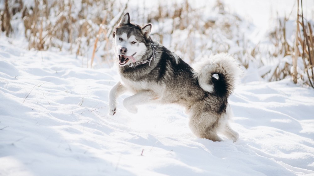 dog alaskan malamute