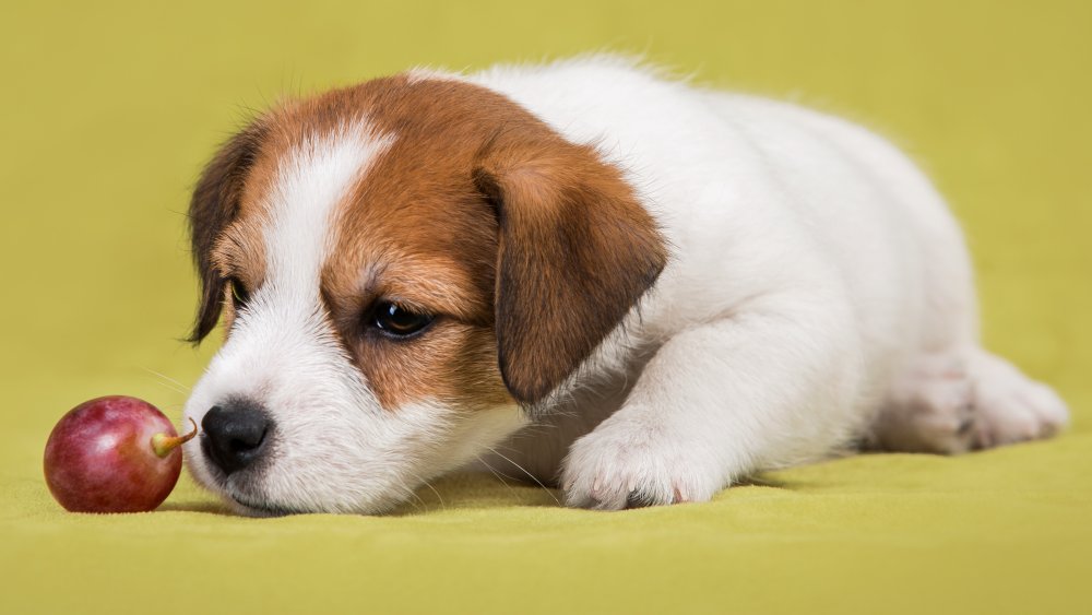 Puppy with grape