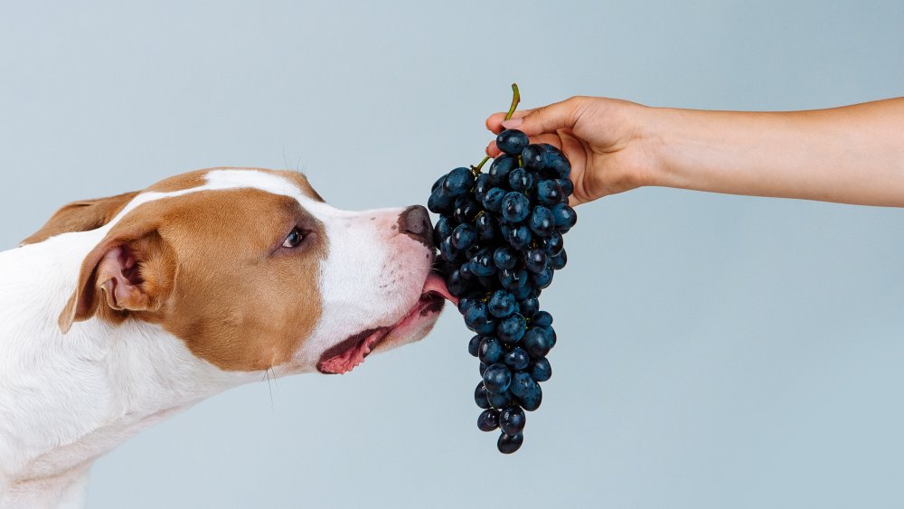 Are grapes bad for puppies hotsell