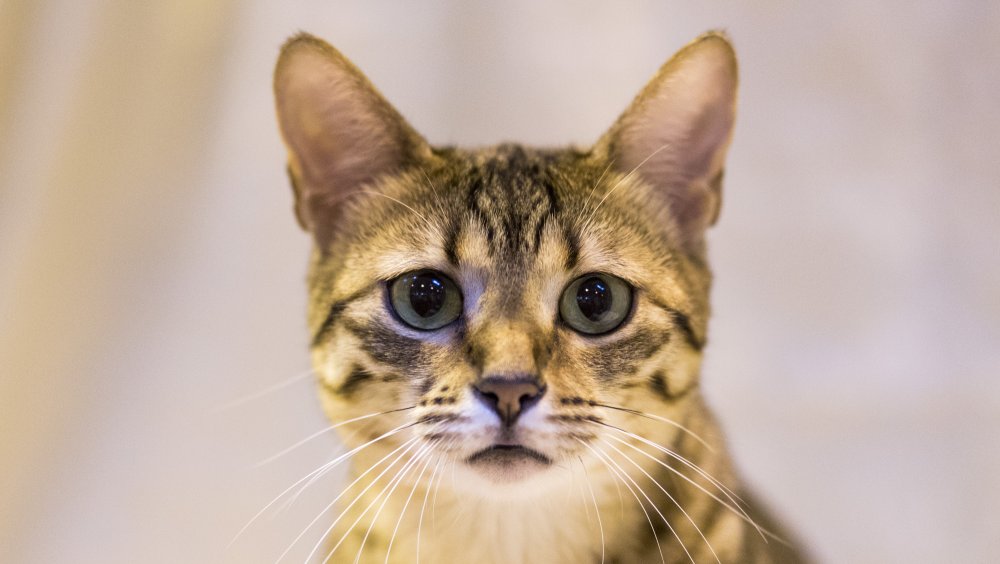 Egyptian Mau