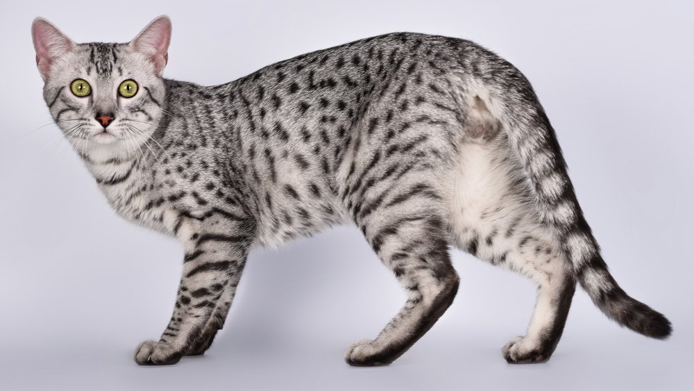 Egyptian Mau