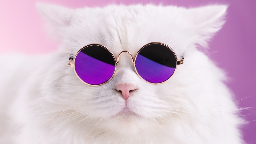 Cat with glasses