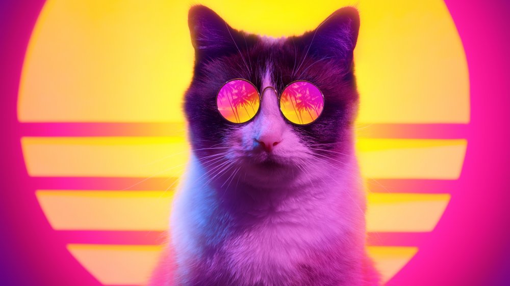 Cat with glasses