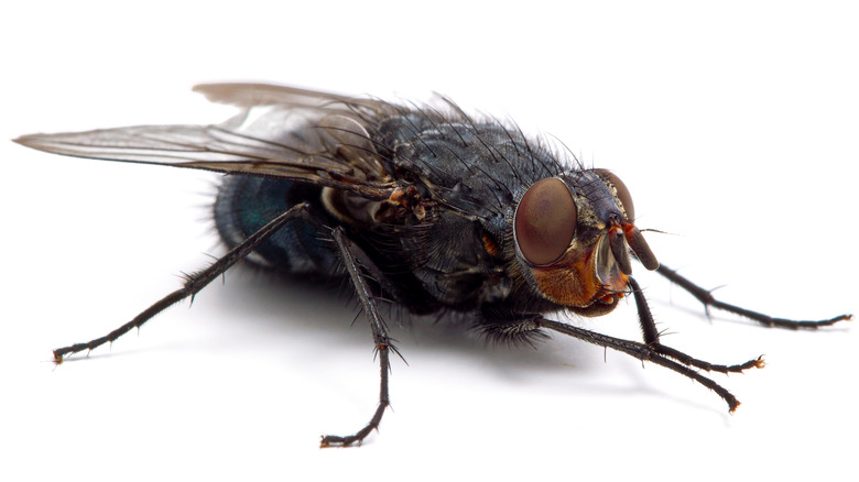 fly entomology forensics 