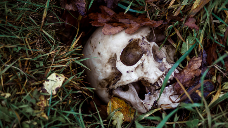 replica skull grass buried