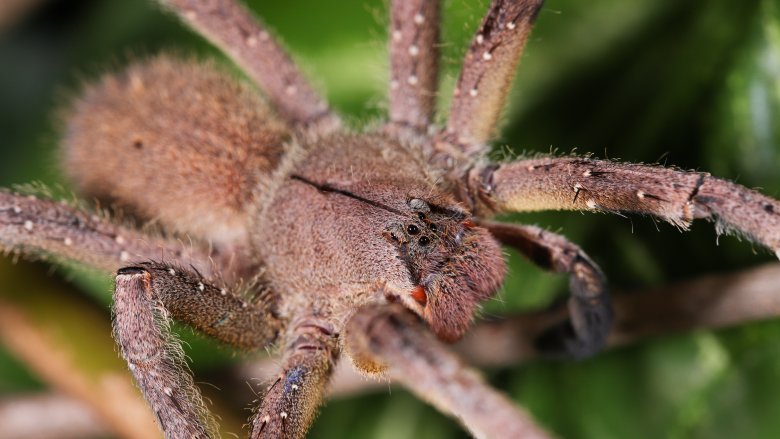 Brazilian wandering spider