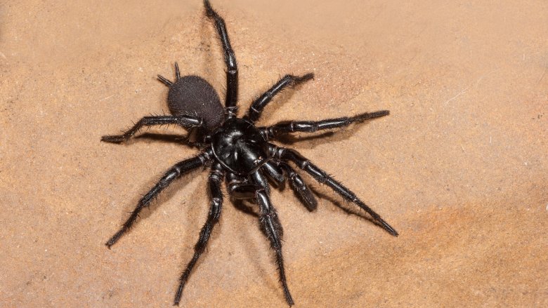 Sydney funnel-web spider