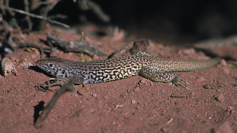 Colorado checkered whiptail profile