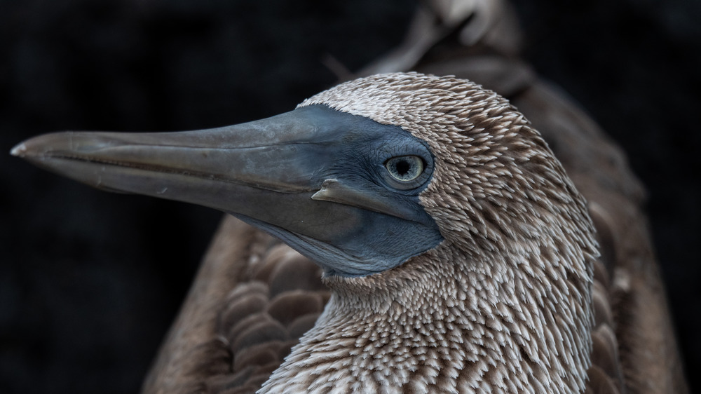 Blue-footed booby