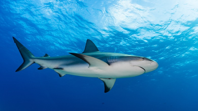 Shark swimming in ocean