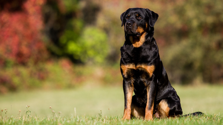 Rotweiler