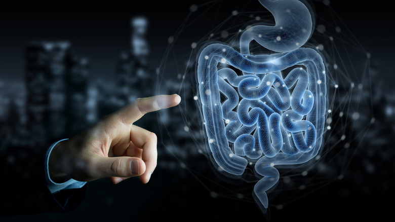 Hologram of digestive system