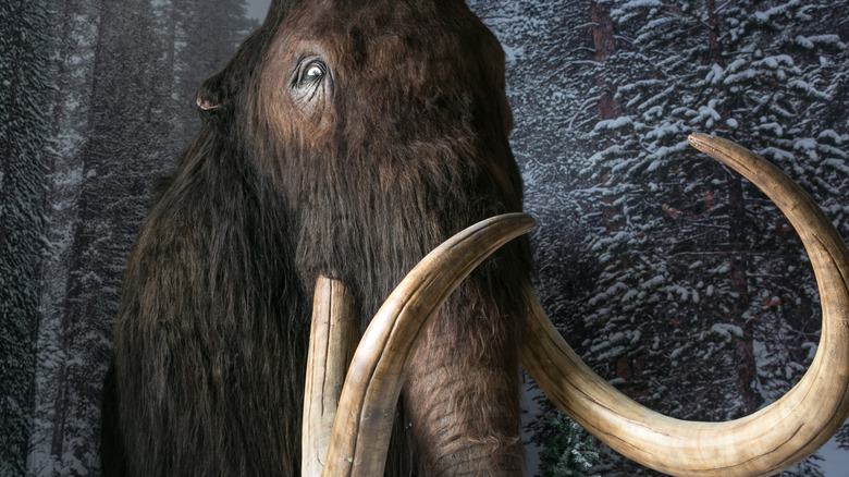 Woolly mammoth close up
