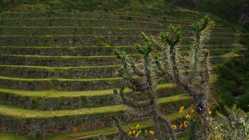 terraces