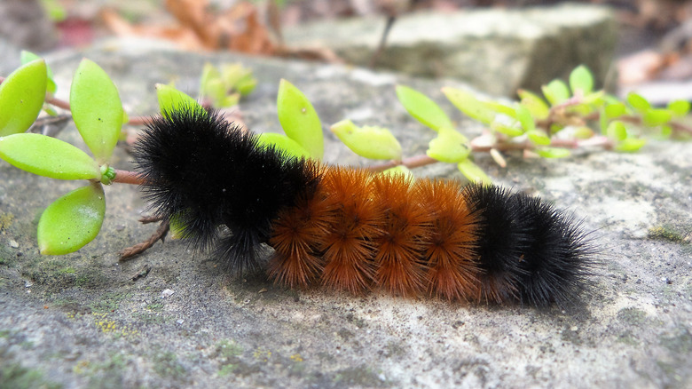 wooly bear caterpillar