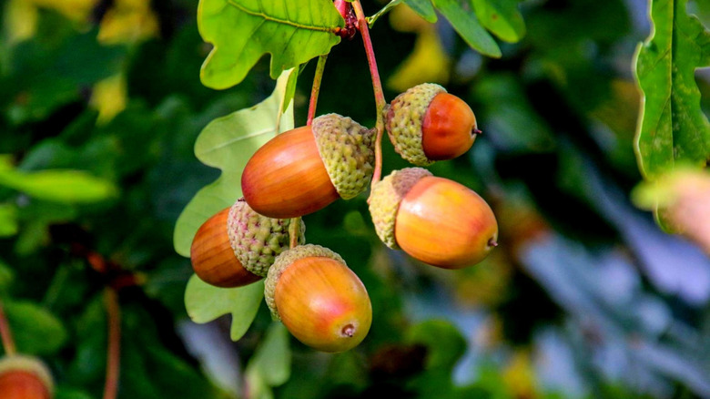 acorns on an oak tree