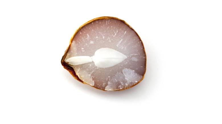 a persimmon seed
