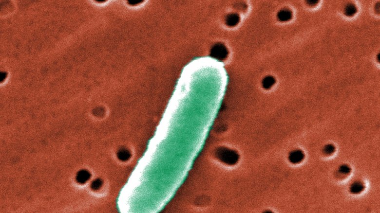 e. coli