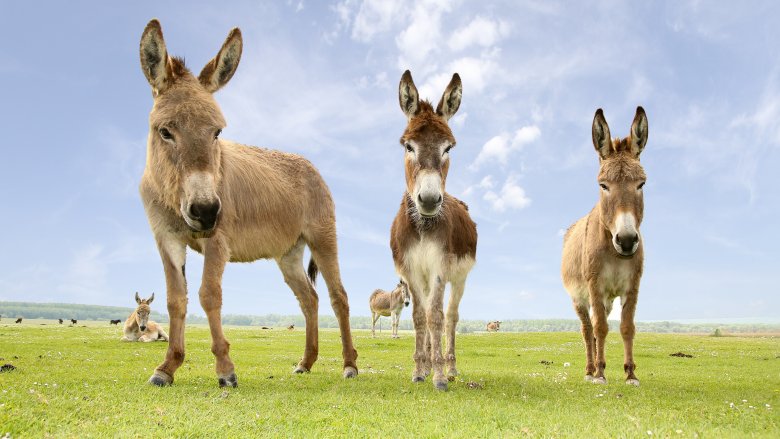 three donkeys